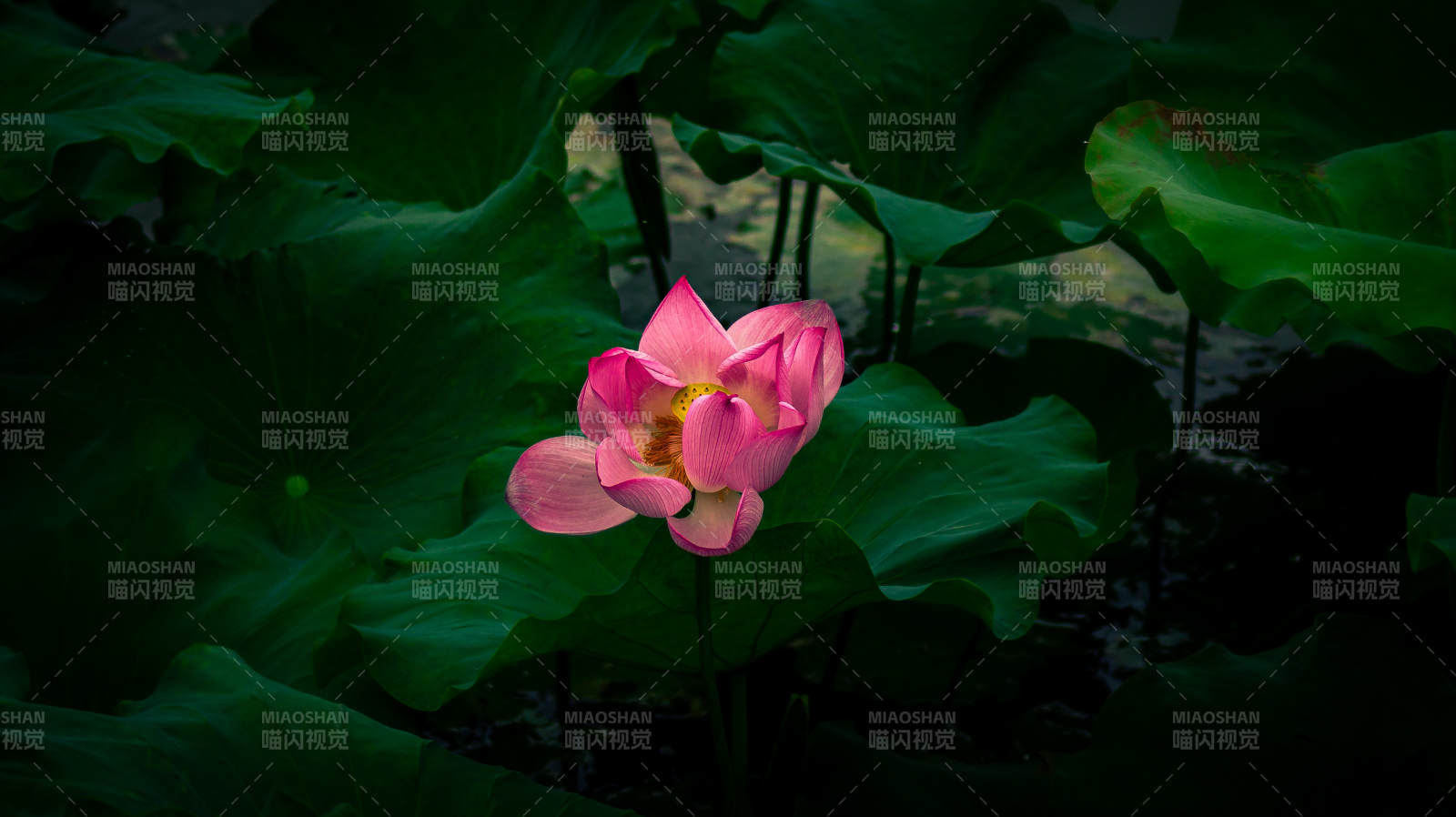 池中蓮花靜謐綻放