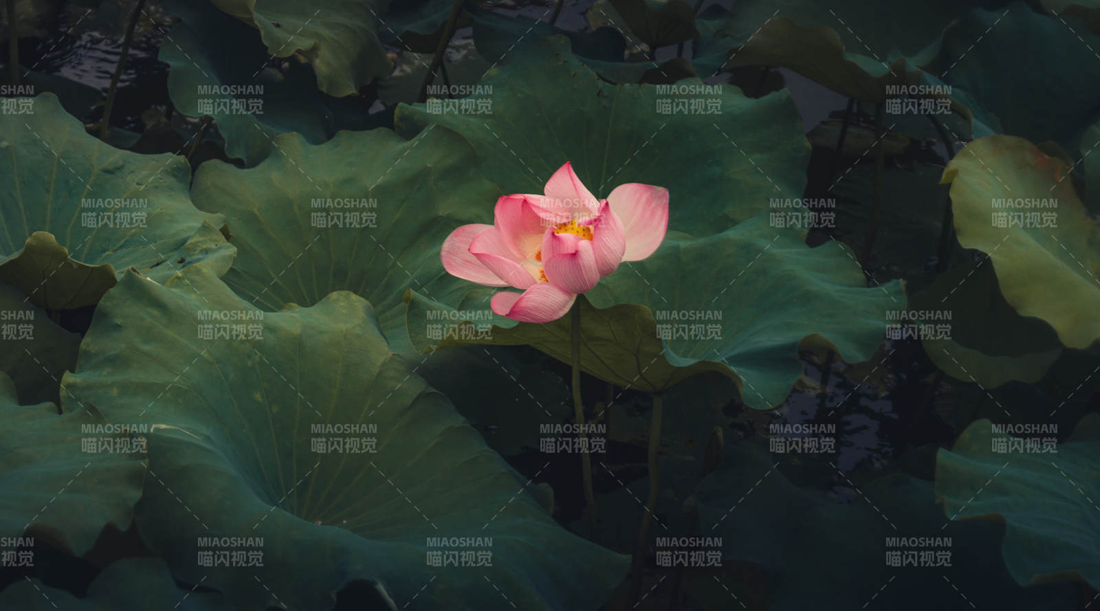 荷塘靜謐 粉蓮獨綻