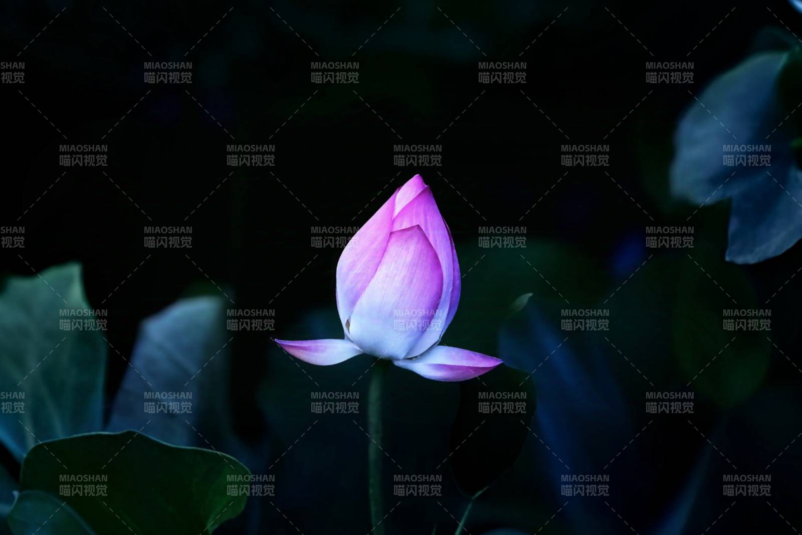 夜色中的蓮花綻放