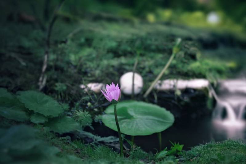 池塘中的粉色蓮花