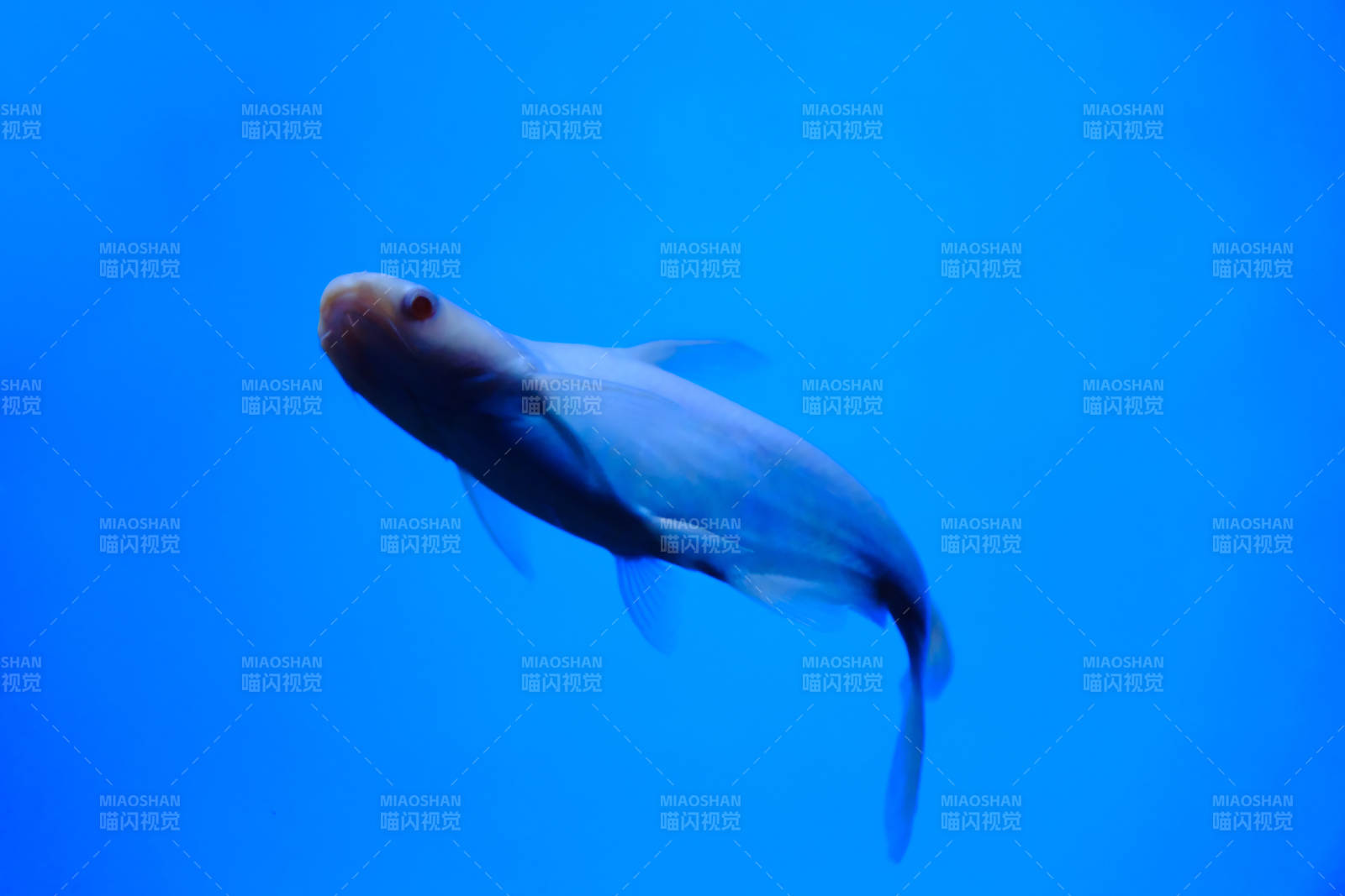 深海中的神秘魚影白斧頭鯊