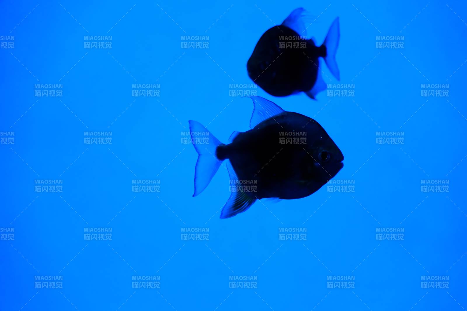 深海中的兩條魚