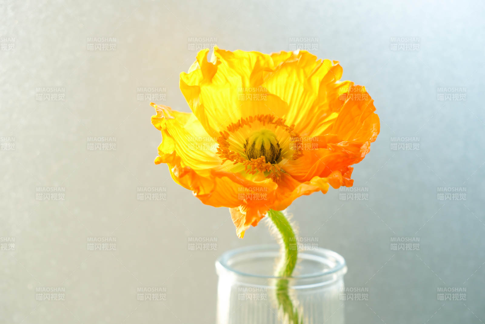橙色虞美人花在玻璃瓶中