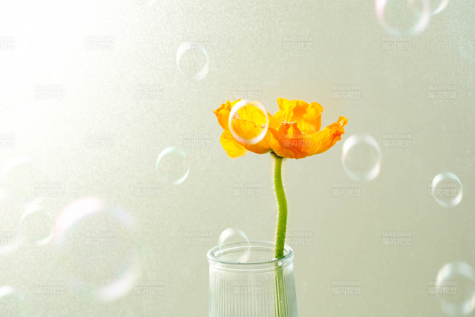 泡泡中的橙色花影