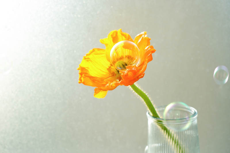 花間泡泡 夢幻瞬間