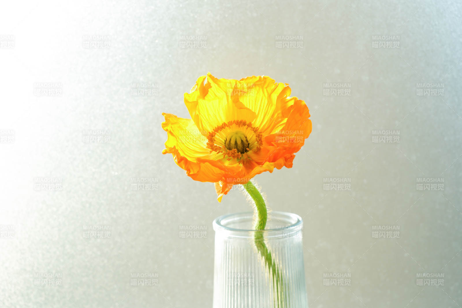 橙色虞美人花在透明花瓶中
