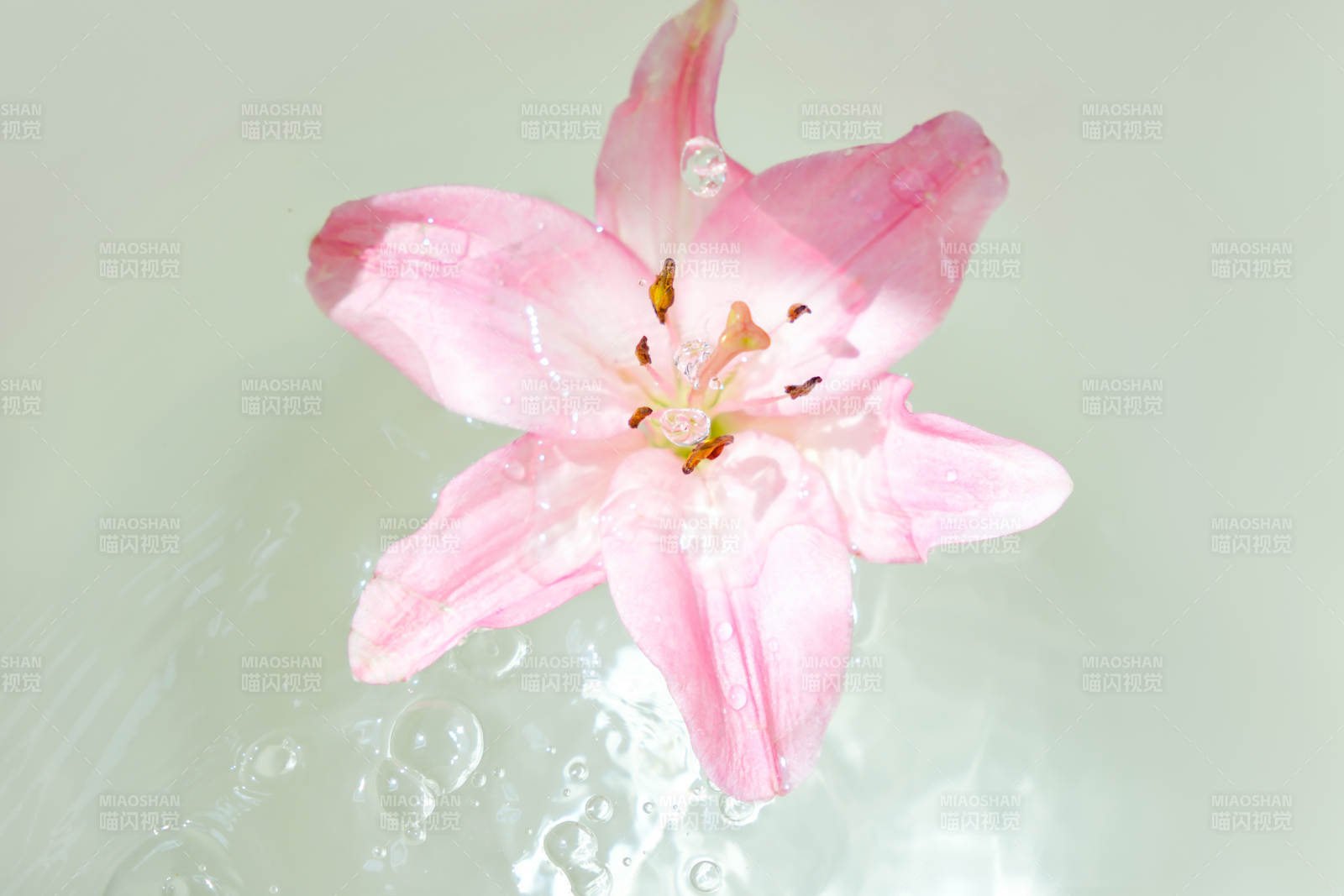 水中綻放的粉色百合花