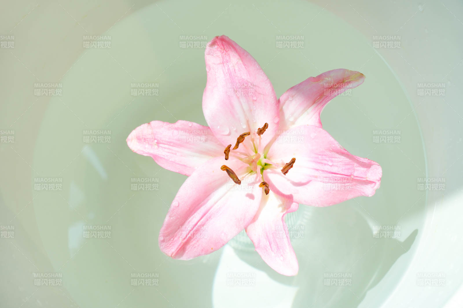 水中綻放的粉色百合花