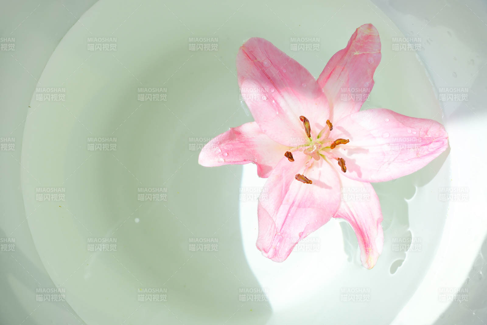 水中綻放的粉色花朵