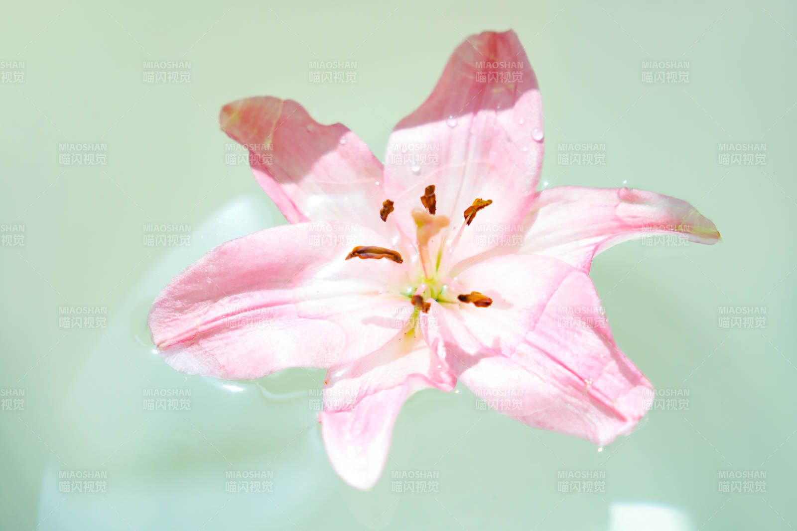 粉色百合花漂浮水面