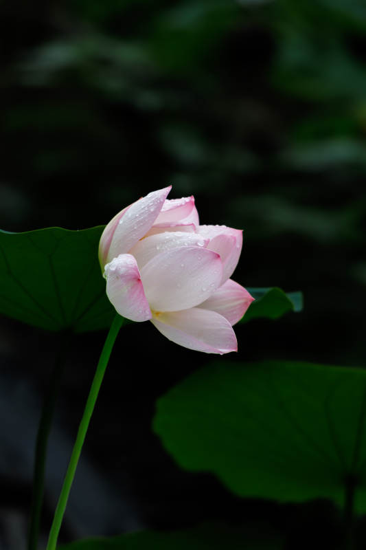 雨后荷花 清新綻放
