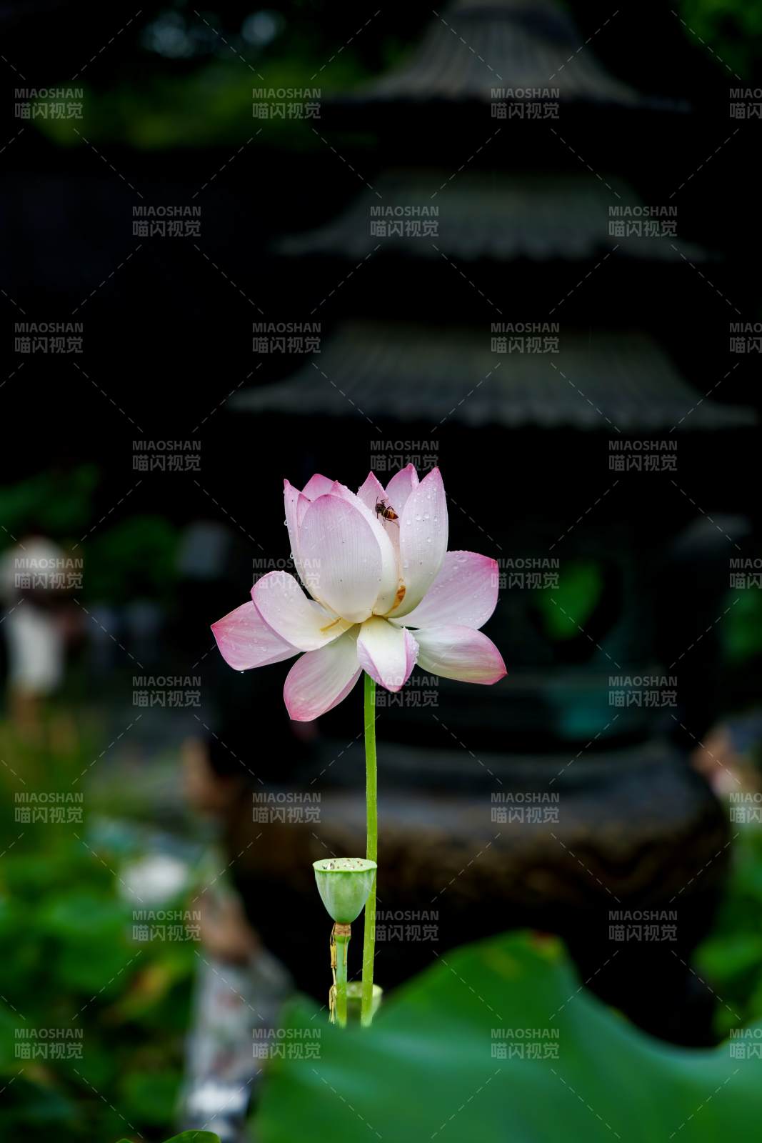 蓮花靜謐 古塔映襯