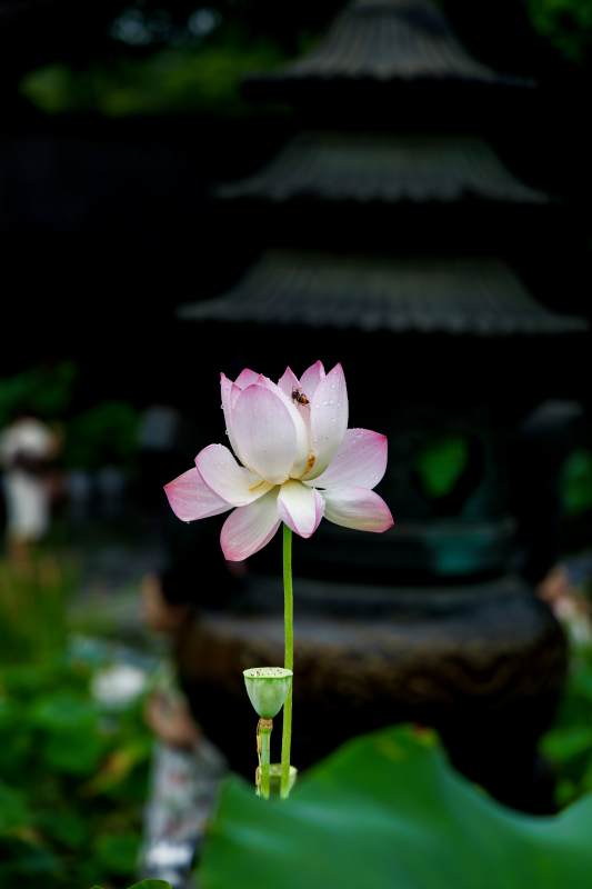 蓮花靜謐 古塔映襯
