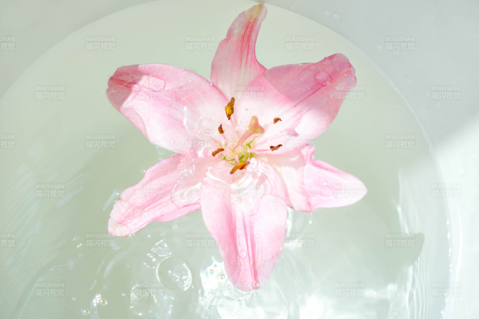 水中綻放的粉色百合花