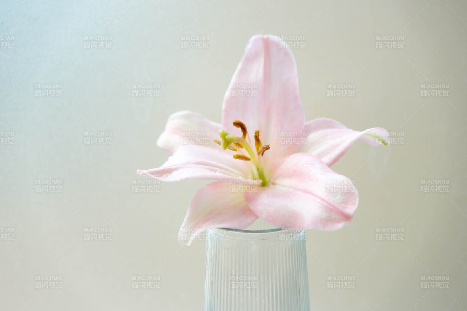 粉色百合花靜謐綻放