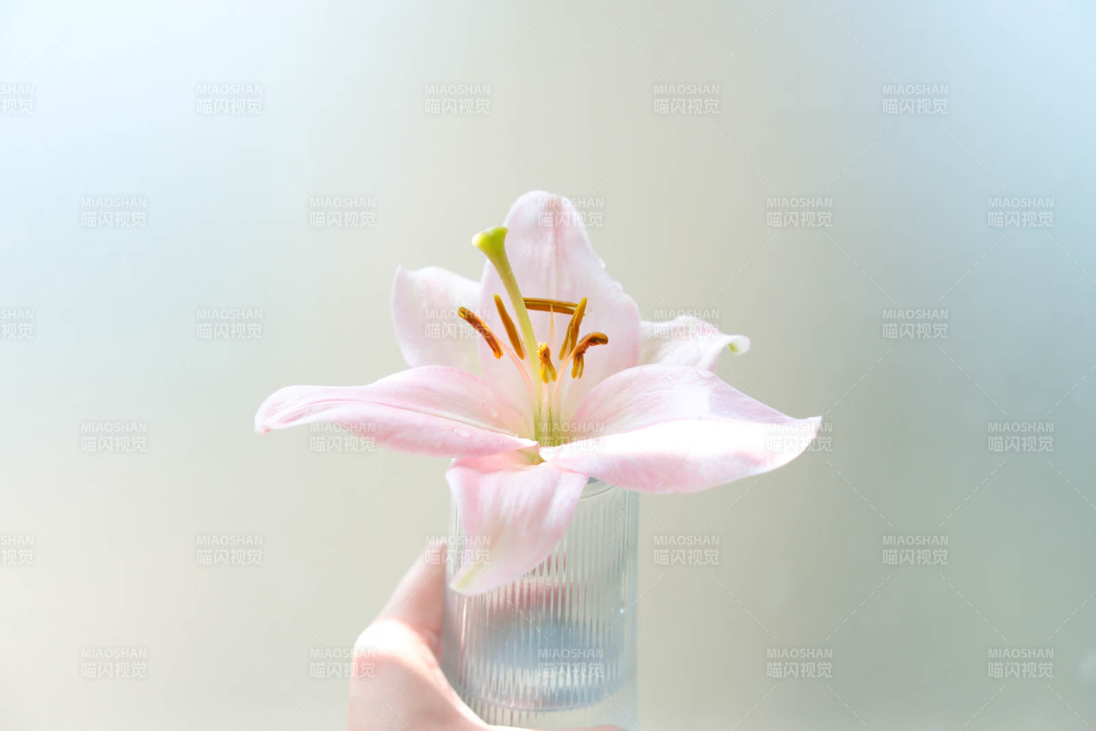 手捧粉色百合花