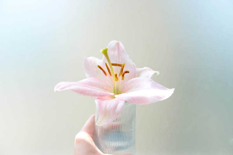 手捧粉色百合花