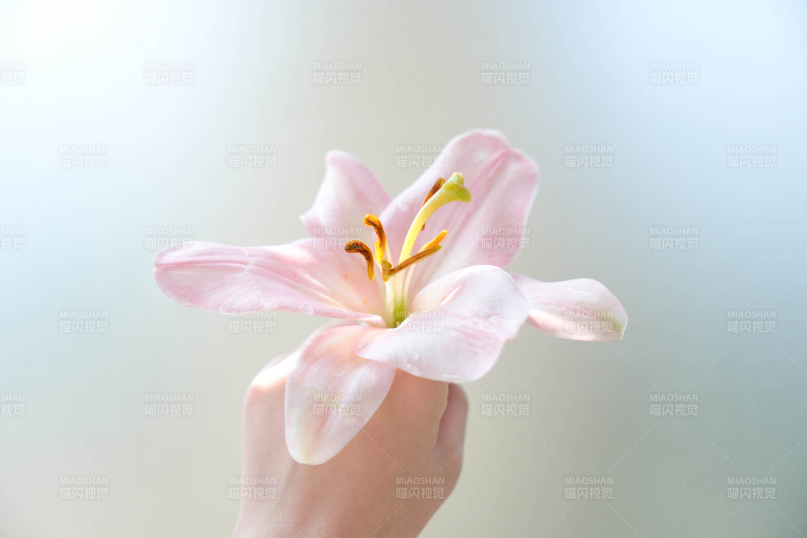 手捧粉色百合花