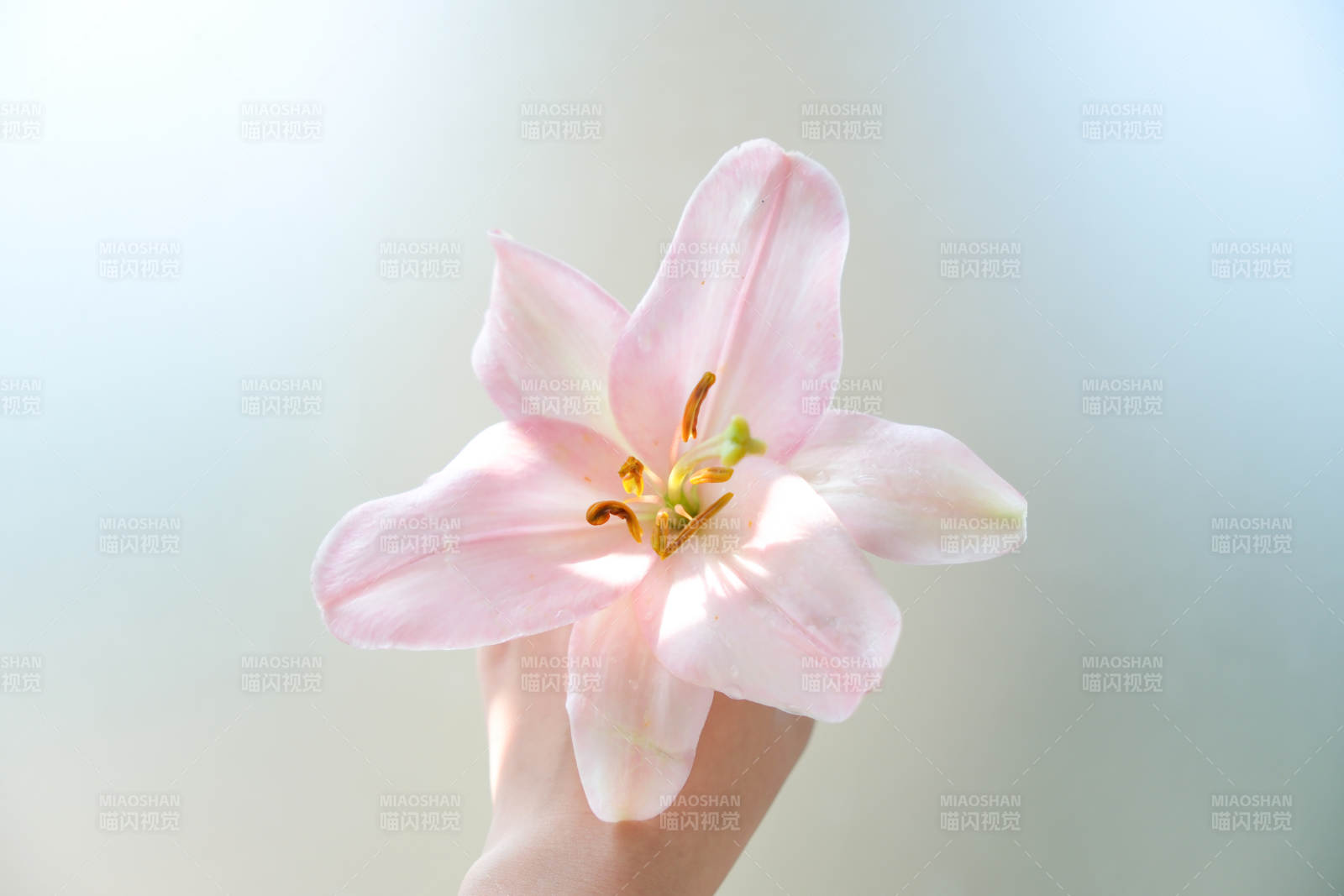 手捧粉色百合花