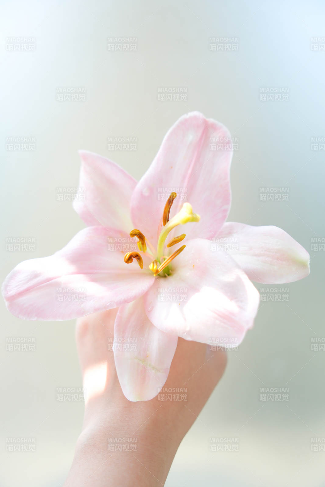 手捧粉色百合花