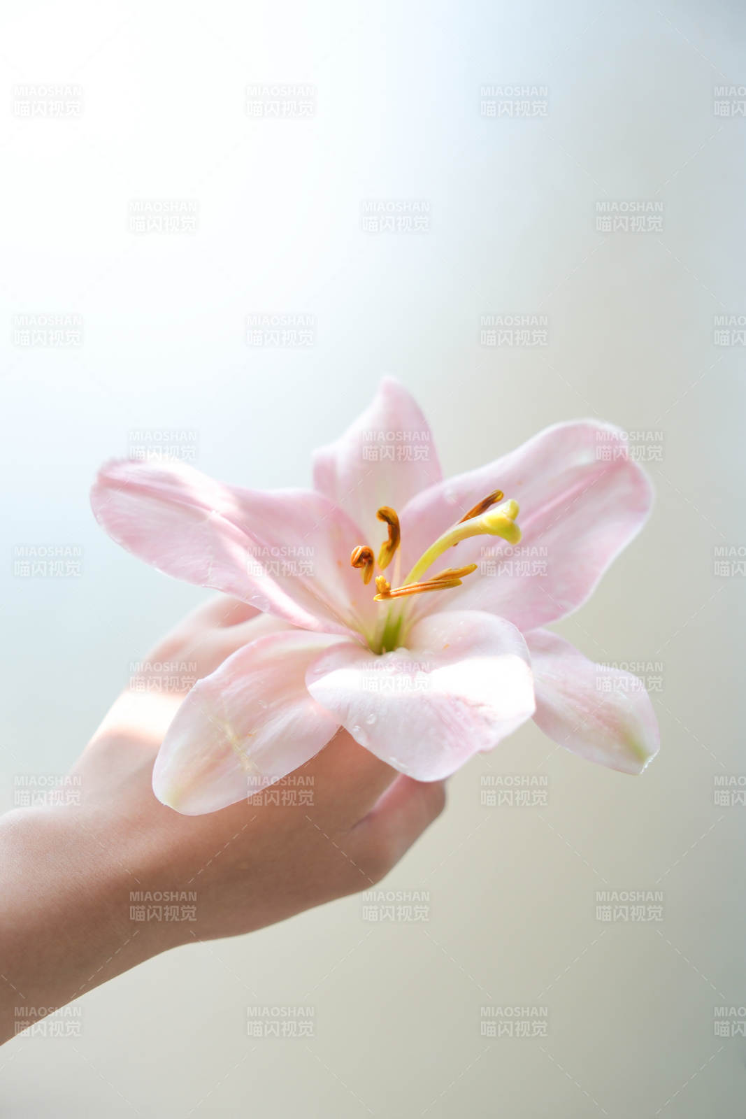手捧粉色百合花