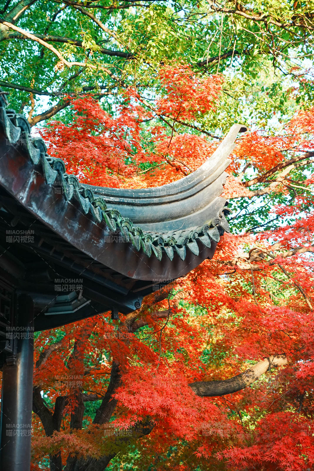 秋色映古檐 紅葉滿枝頭