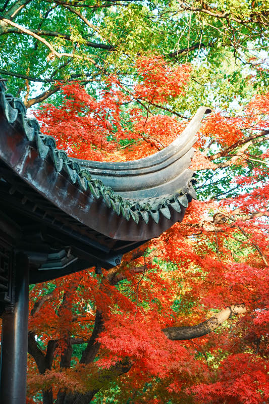 秋色映古檐 紅葉滿枝頭