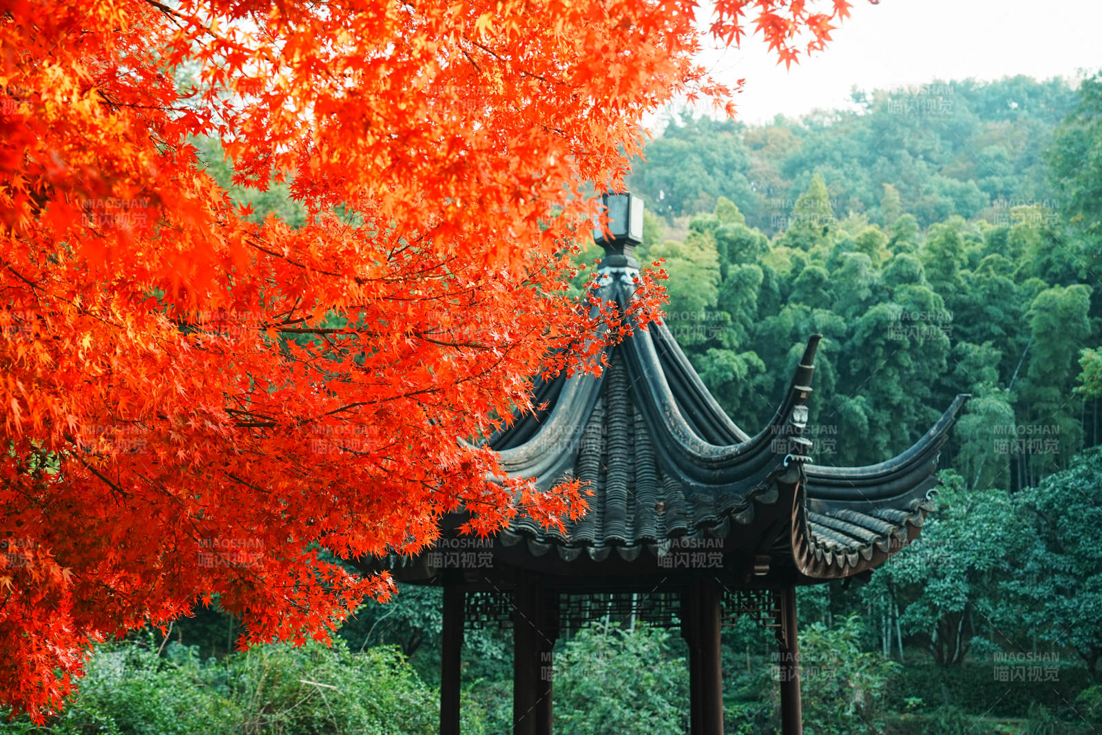 亭林園秋色映古亭 紅葉滿枝頭