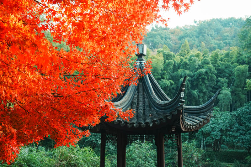 亭林園秋色映古亭 紅葉滿枝頭