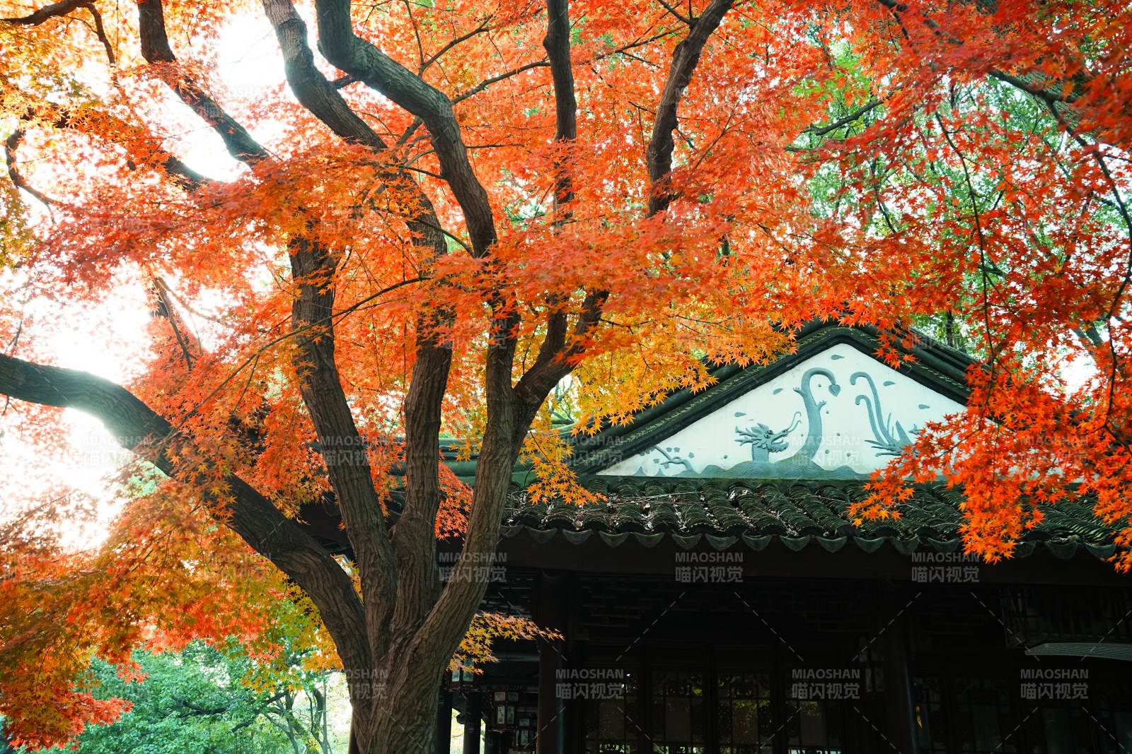 亭林園秋色映古亭 紅葉滿枝頭