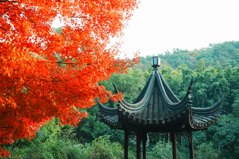 亭林園秋色映古亭 紅葉滿枝頭