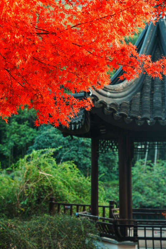 秋色映古亭 紅葉如火