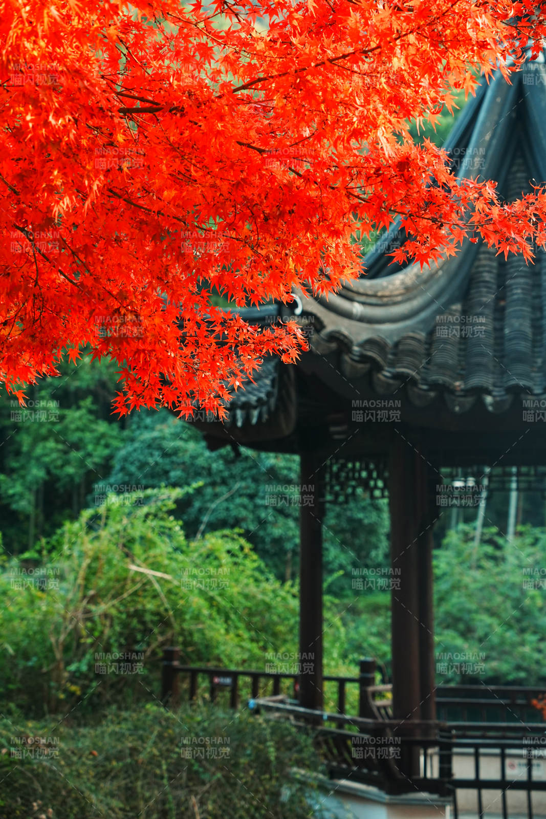 秋色映古亭 紅葉如火