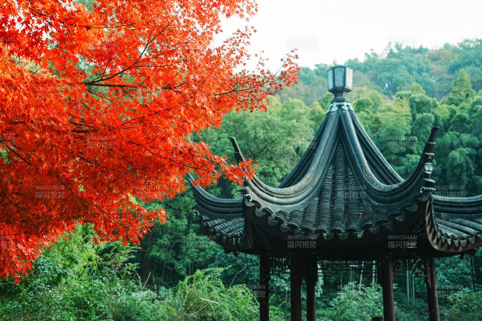亭林園秋色映古亭 紅葉滿枝頭