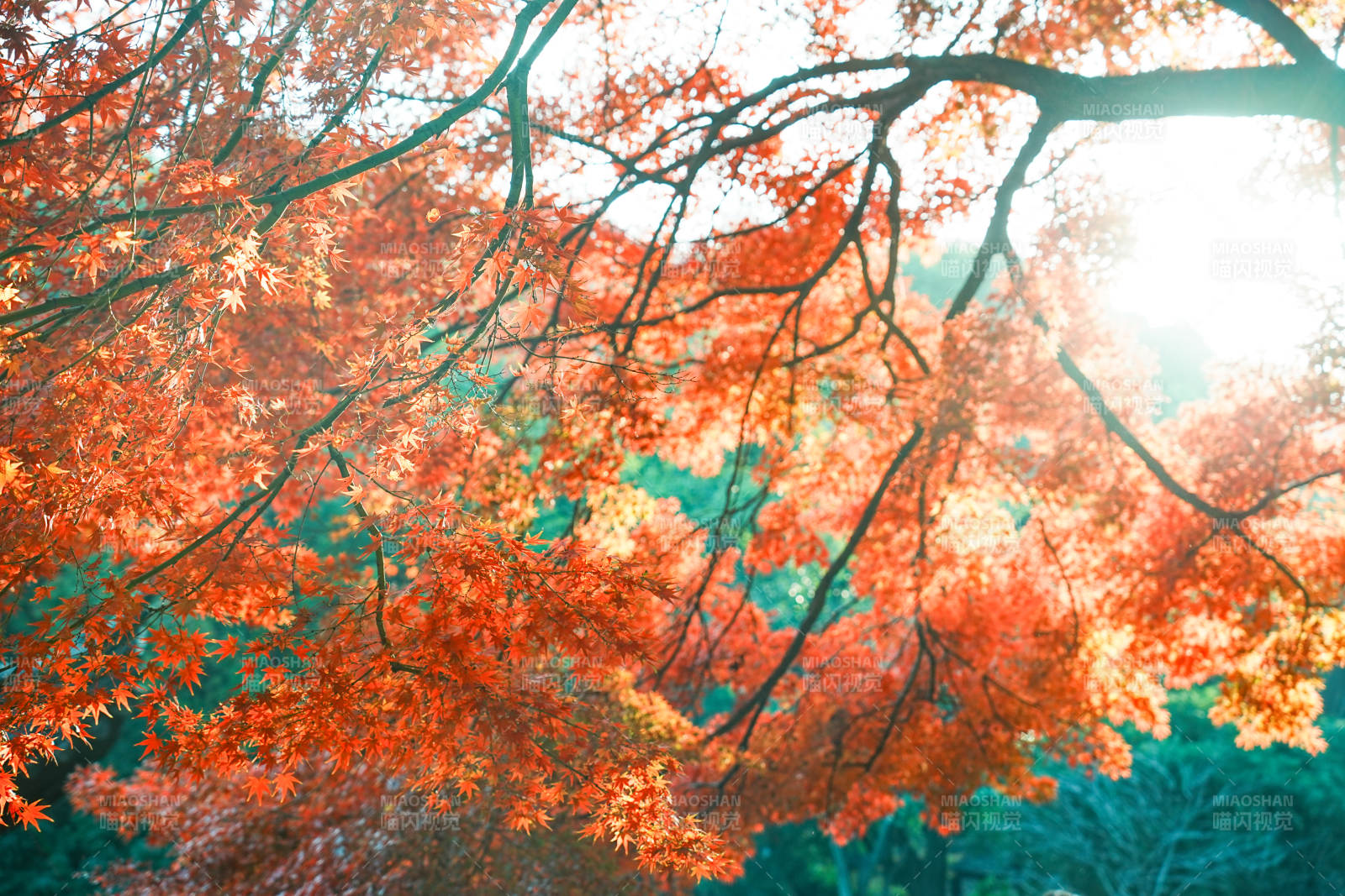 秋日紅葉映陽光