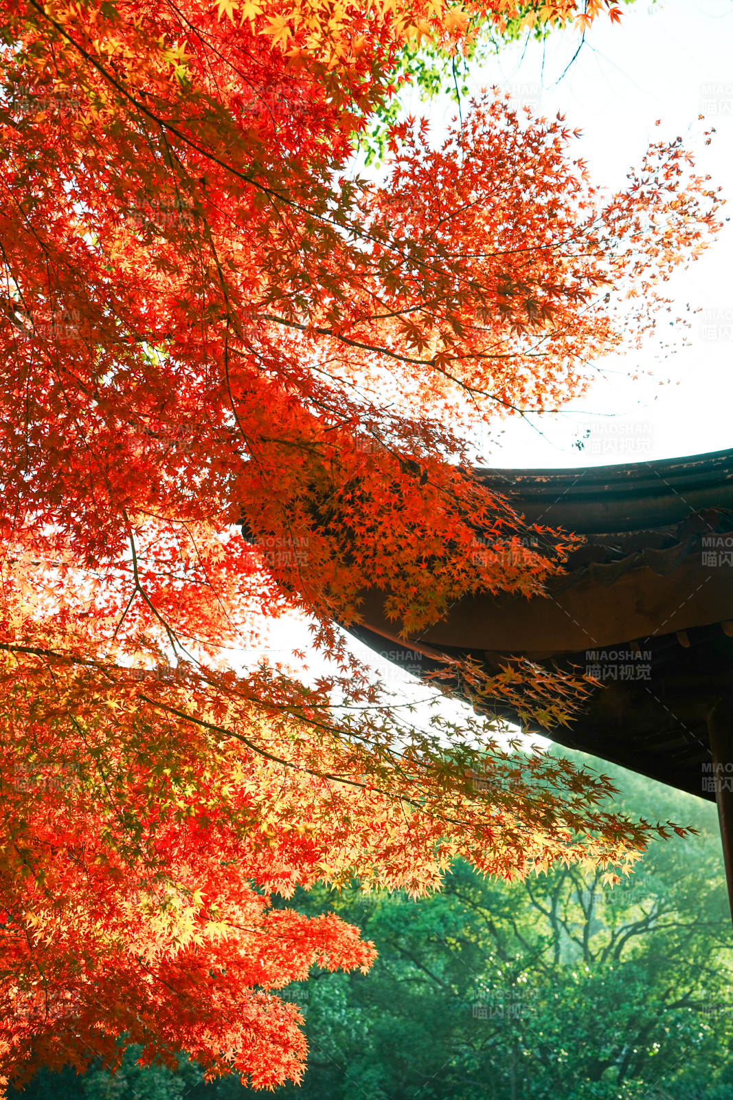 秋日紅葉映古寺