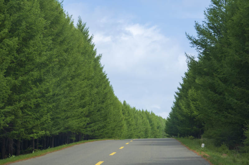 林間公路 綠樹成蔭