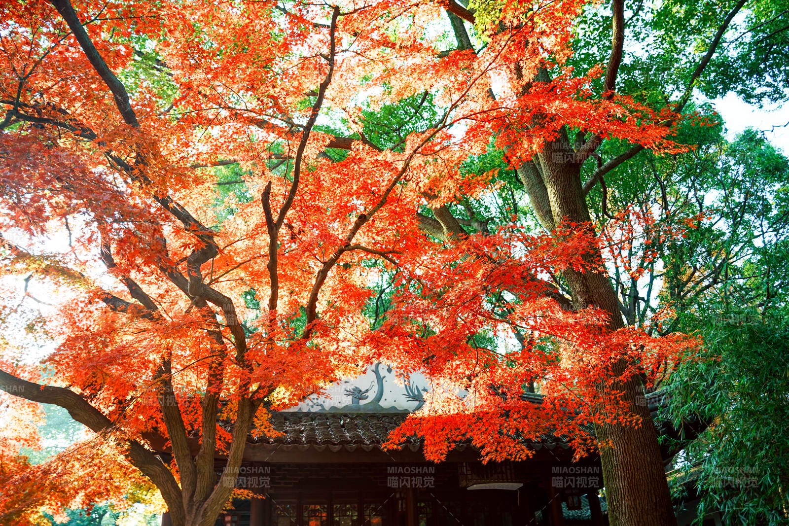 亭林園秋日紅葉映古寺
