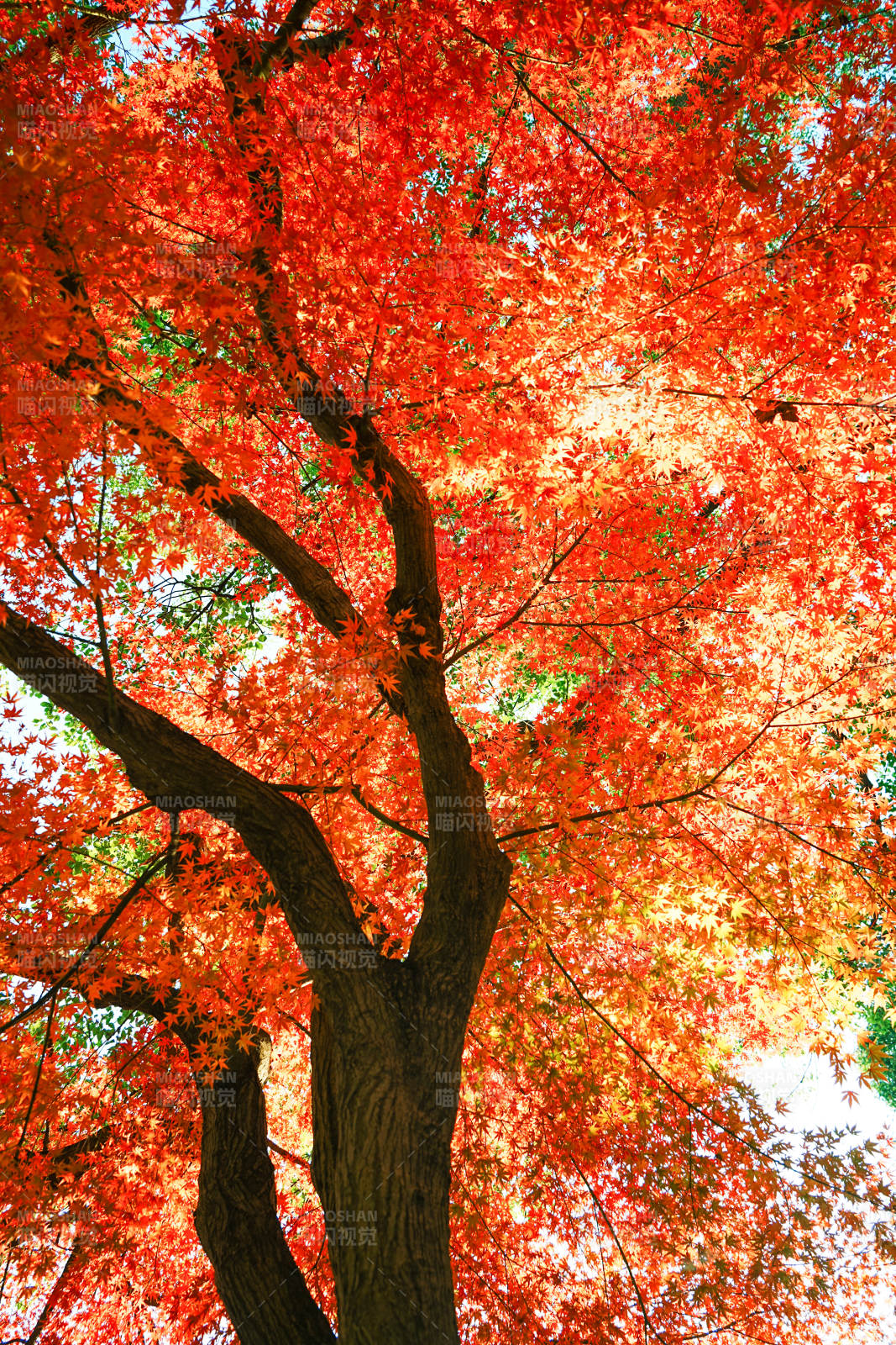 秋日紅葉映天輝