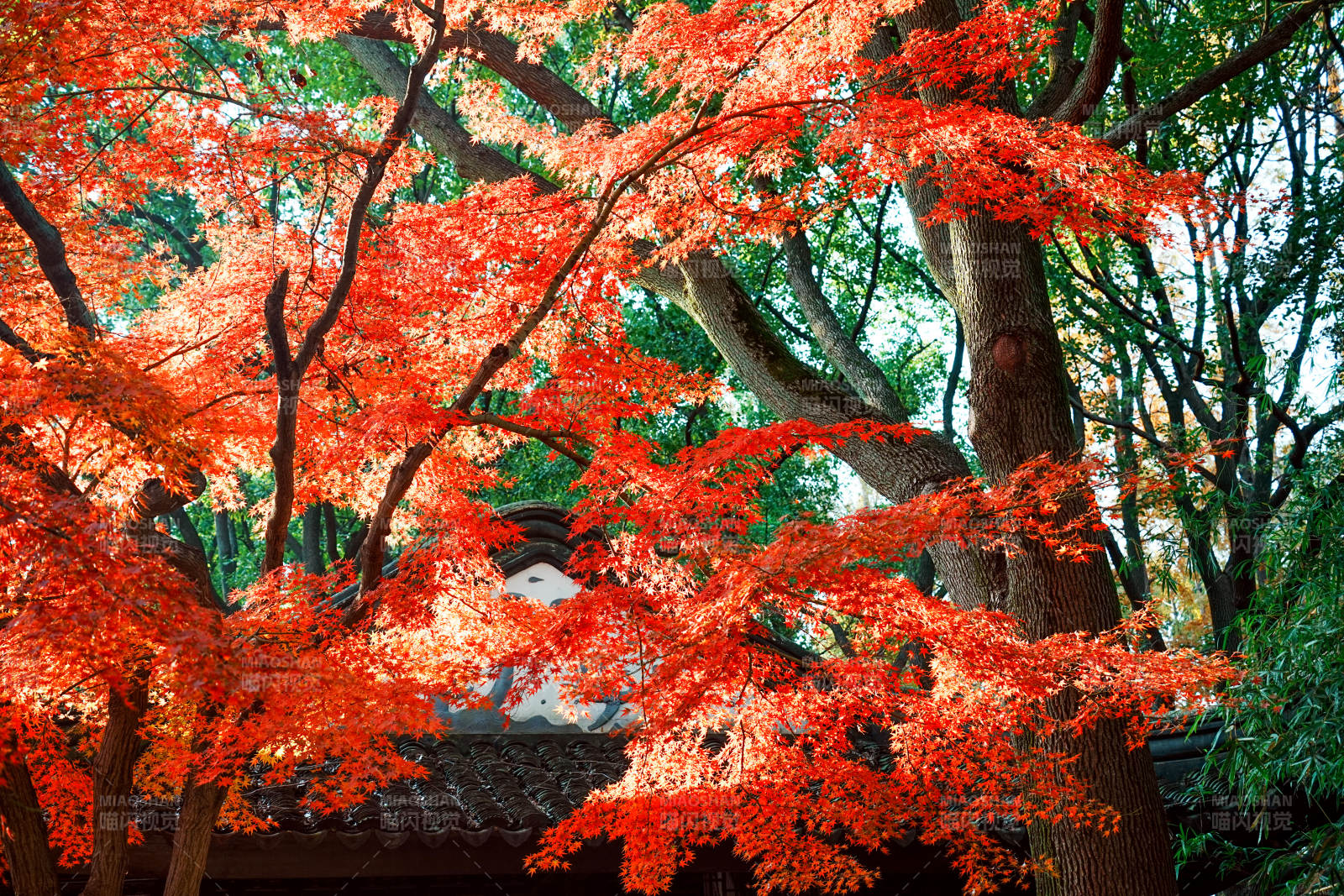 秋日紅葉映古寺