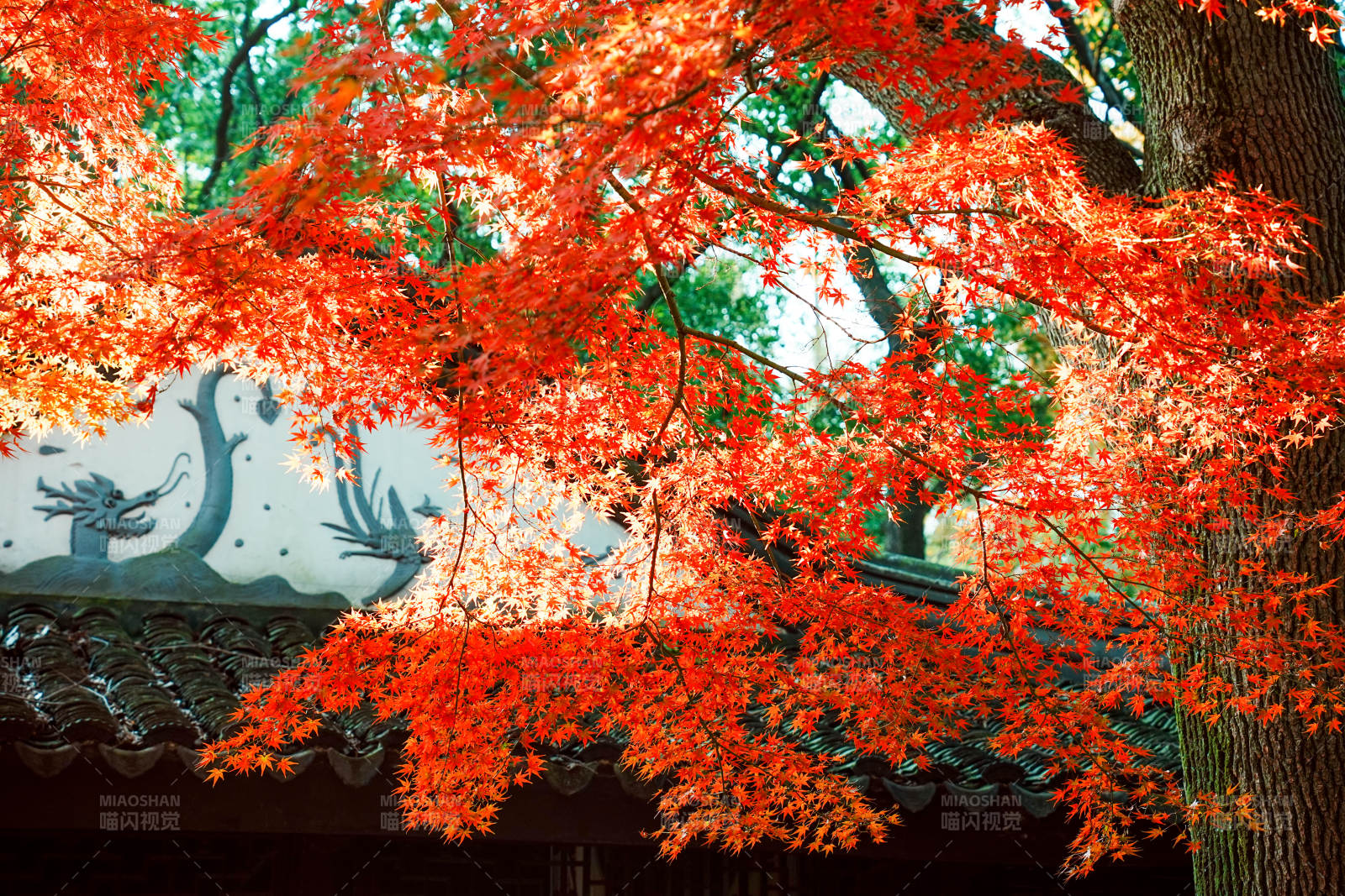 秋日紅葉映古寺