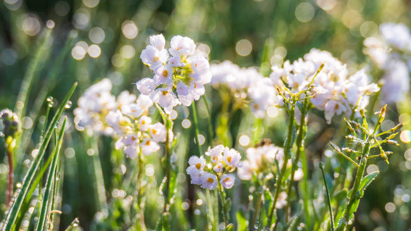 晨露中的小白花