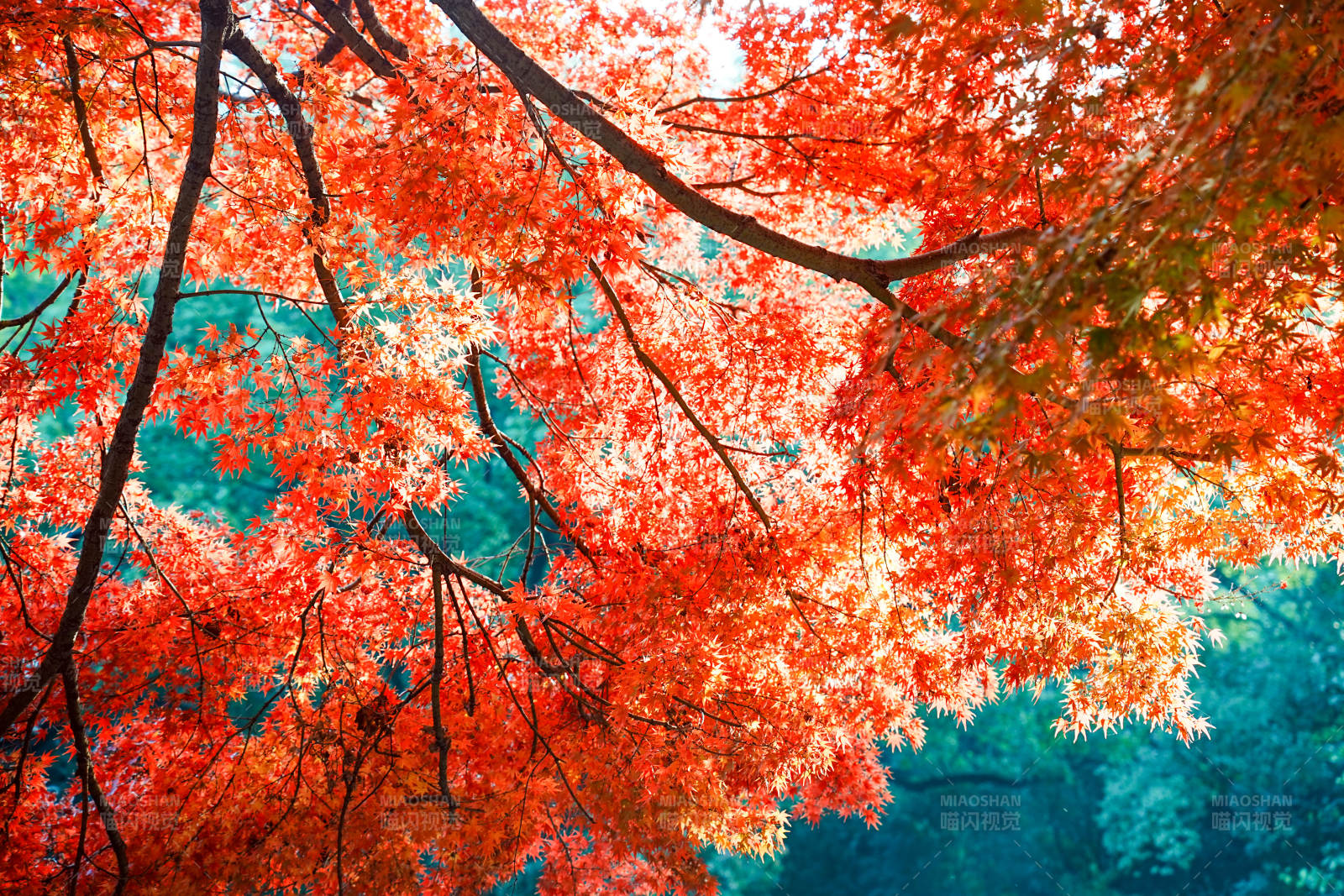 秋日紅葉映藍天