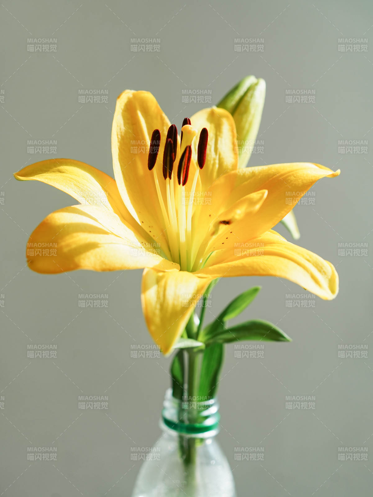 瓶中綻放的黃色百合花