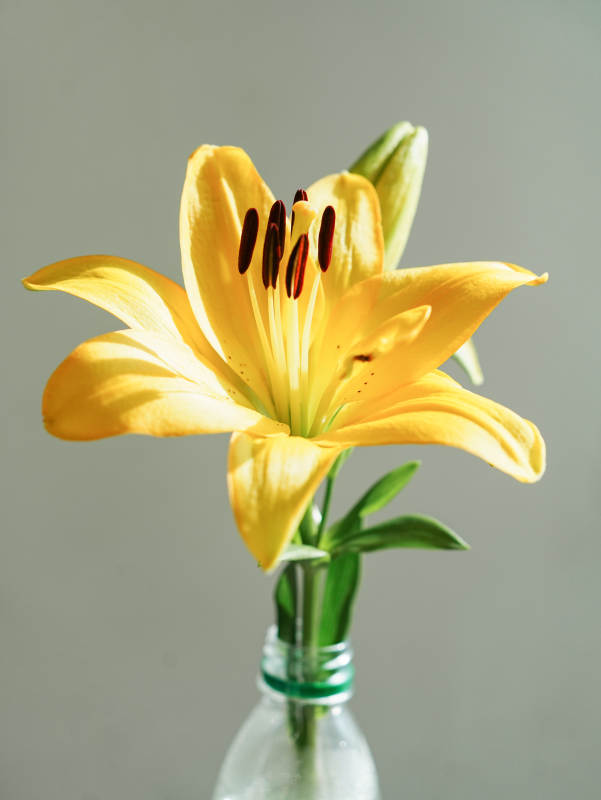 瓶中綻放的黃色百合花