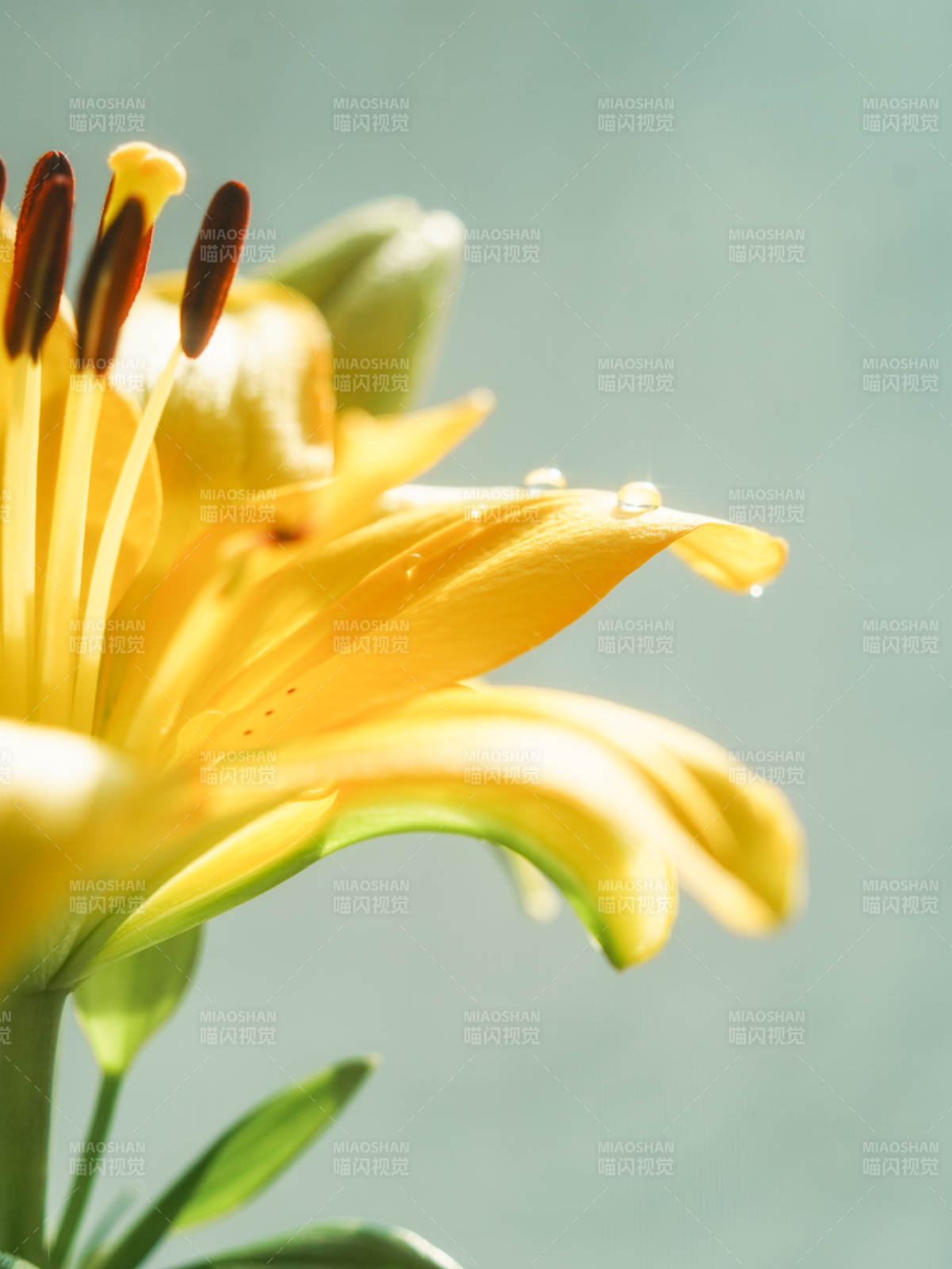 晨露中的黃色百合花
