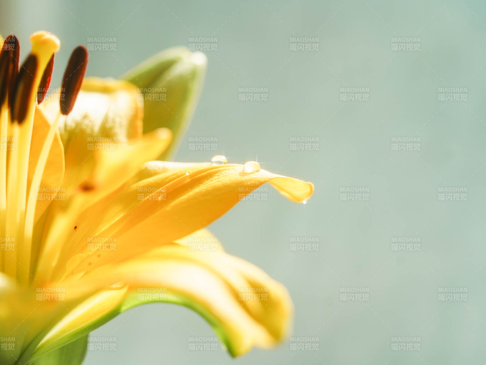晨露黃花 清新自然