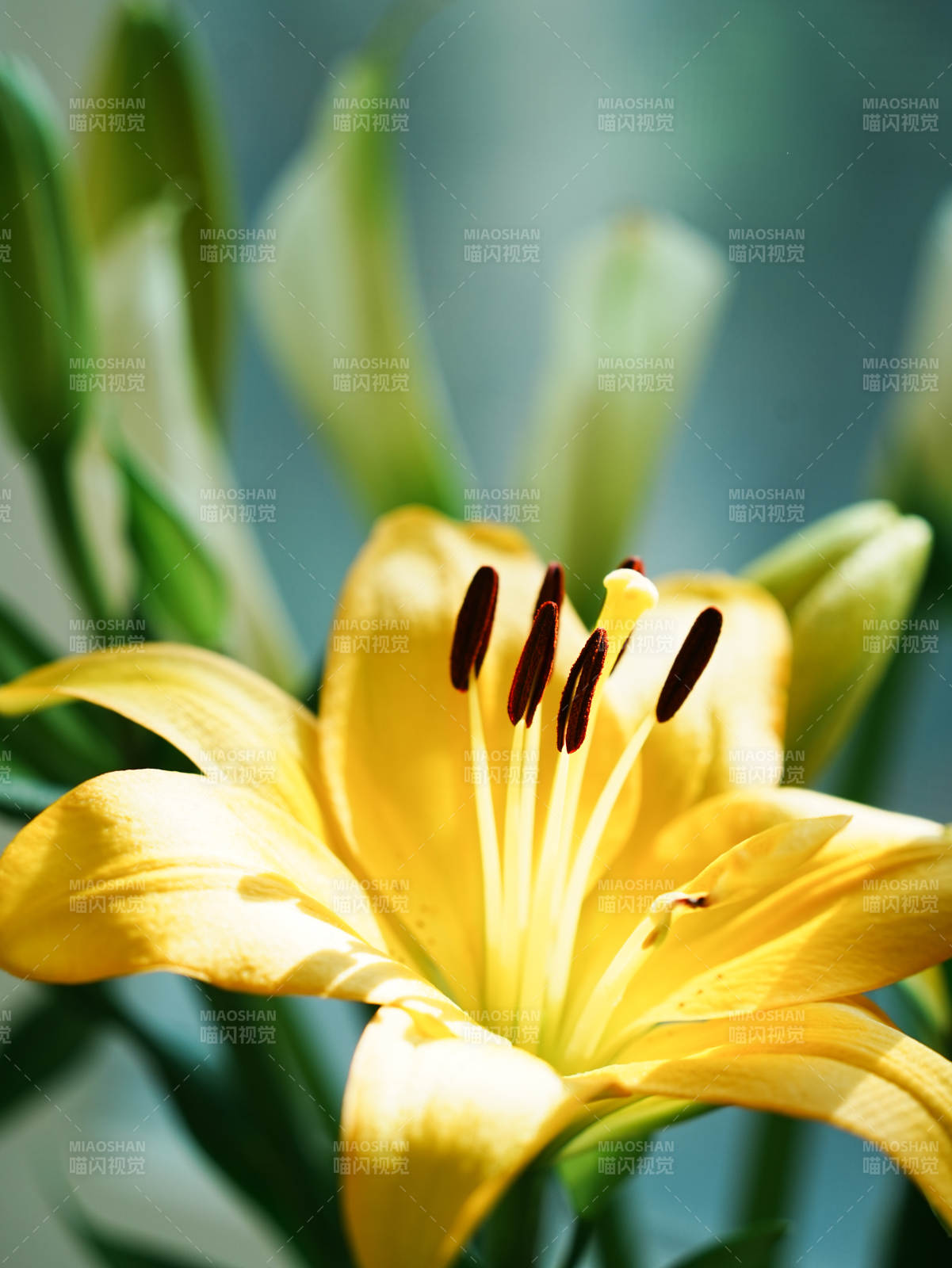 綻放的黃色百合花
