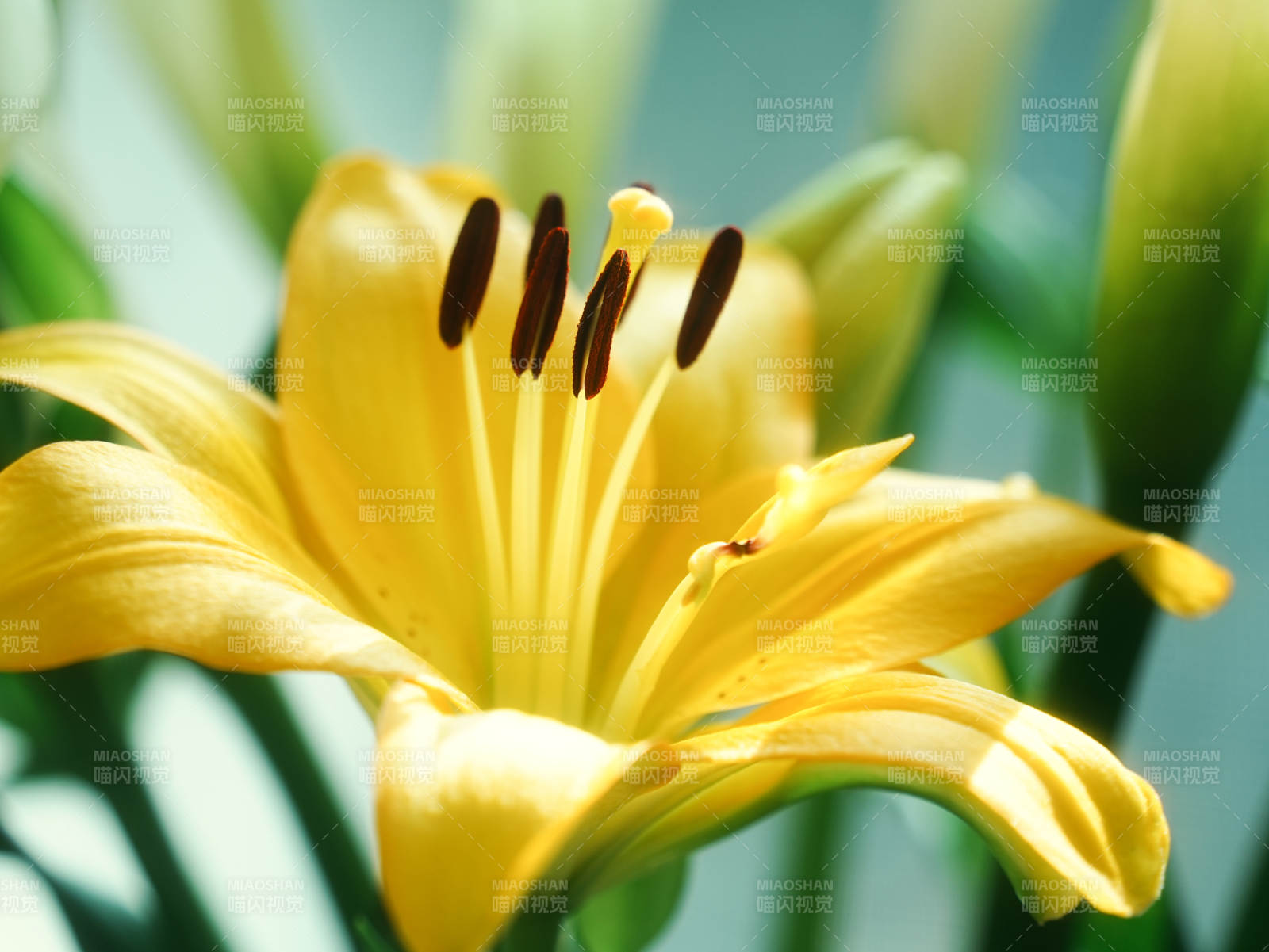 黃色百合花的美麗瞬間