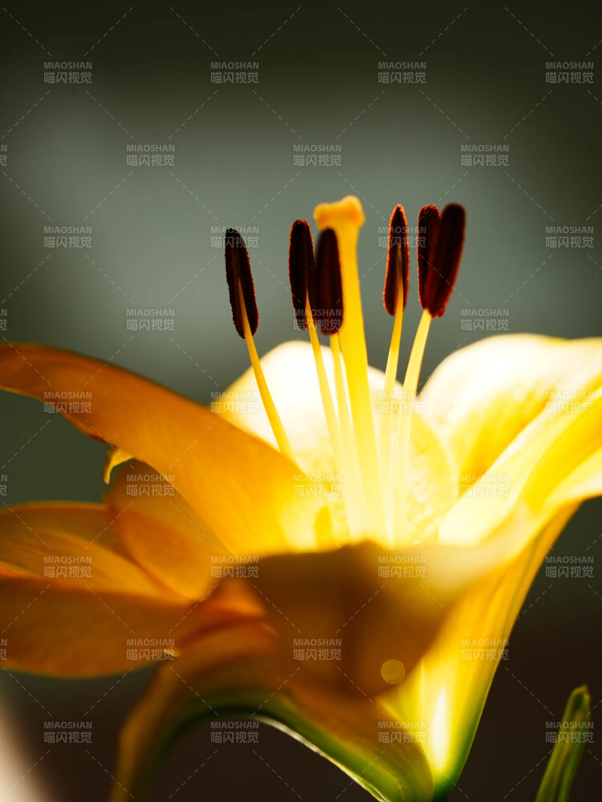 綻放的黃色百合花蕊